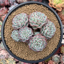 Echeveria 'Minima' 4" Succulent Plant