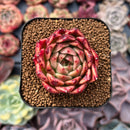 Echeveria 'Elizabeth' 2" Succulent Plant