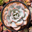 Echeveria 'Cream Tea' 4" Powdery Succulent Plant