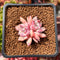 Echeveria 'Devolution' 1" Succulent Plant