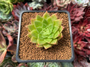 Echeveria Agavoides 'Francesca' Variegated 2" Succulent Plant