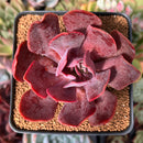 Echeveria 'Hanaikada' Non-Variegated 2"-3" Succulent Plant