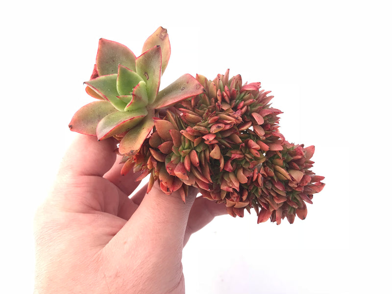 Echeveria Peony Crested Cluster 4” Rare Succulent Plant