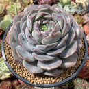 Echeveria 'Helena' Hybrid 5' Large Powdery Succulent Plant