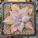 Echeveria 'Xichuensis' 2" Succulent Plant