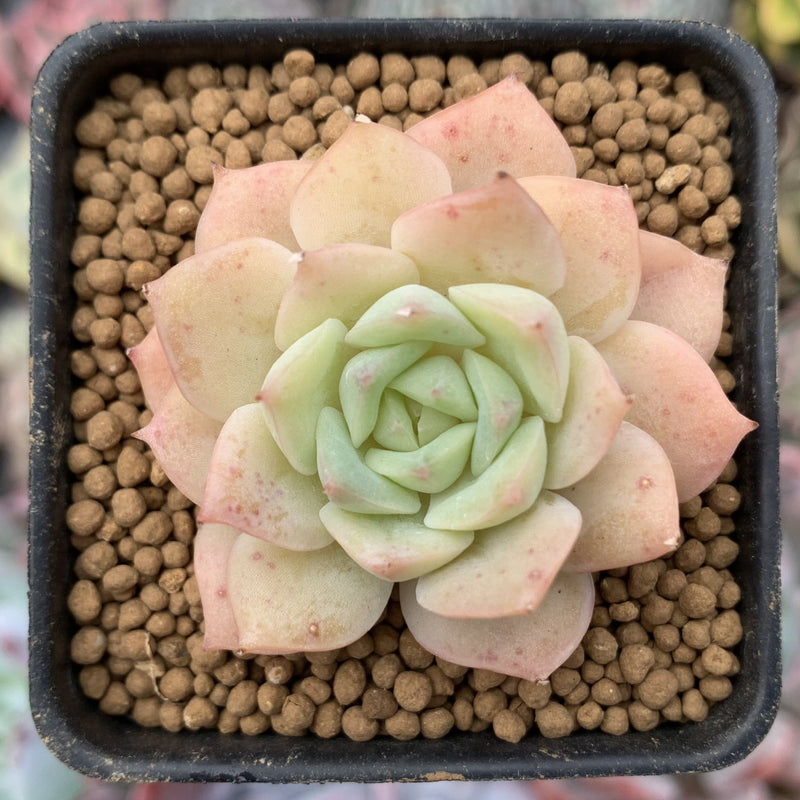queen succulent Echeveria 'Fun Queen' 2" Succulent Plant – True Succulents Plant Co