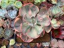 Echeveria 'Beyonce' Variegated 3"-4" Succulent Plant