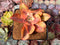 Echeveria 'Suyeon' Variegated 3" Succulent Plant