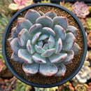 Echeveria 'Orange Monroe' 4" Powdery Succulent Plant