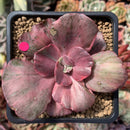 Echeveria 'Suyon Frill' Variegated 2"-3" Succulent Plant