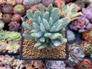 Pachyveria 'Roly-Poly' variegated 2"-3" Succulent Plant
