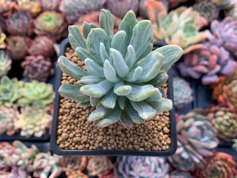 cal poly succulent sale Pachyveria 'Roly-Poly' variegated 2"-3" Succulent Plant – True Succulents Plant Co