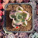 Echeveria 'Beyonce' Variegated 2" Succulent Plant