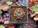Echeveria 'Primavera' 1" Succulent Plant