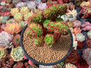 Sedeveria 'Letiza' Crested Cluster 4" Succulent Plant