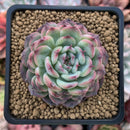 Echeveria 'Marcel' 2" Succulent Plant