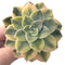 Echeveria 'Harry Watson' Variegated 3" Succulent Plant