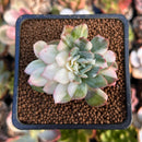 Echeveria 'Bradburiana' Variegated 2" Succulent Plant