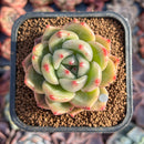 Echeveria 'Shallot' 2" Succulent Plant