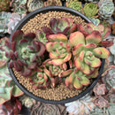 Echeveria 'Minibelle' Variegated Cluster 5" Succulent Plant