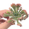 Echeveria 'Trumpet Pinky' 2" Rare Succulent Plant