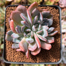 Echeveria 'Starmark' 2" Succulent Plant