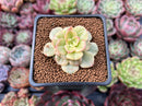 Sedeveria 'Rolly' Variegated 1" Succulent Plant