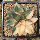 Echeveria 'Monocerotis' Variegated 3" Succulent Plant