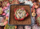 Echeveria 'Starmark' 1" Succulent Plant