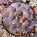 Echeveria 'Hearts Delight' Selected Clone 5"-6" Succulent Plant