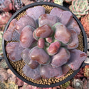 Echeveria 'Hearts Delight' Selected Clone 5"-6" Succulent Plant