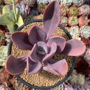 Pachyveria 'Mrytilla' 5" Succulent Plant