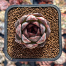 Echeveria sp. 1" Succulent Plant