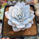Echeveria 'Laui' 3" Powdery Succulent Plant