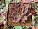 Echeveria Agavoides 'Full Moon' 3" New Hybrid Succulent Plant