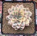 Echeveria 'Esther' Variegated 4" Succulent Plant