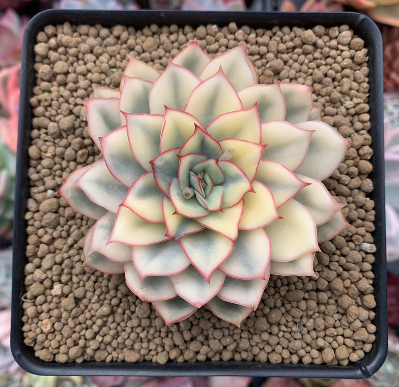 esther succulent Echeveria 'Esther' Variegated 4" Succulent Plant – True Succulents Plant Co