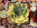 Echeveria 'Pulidonis' Variegated 2"-3" Succulent Plant