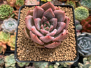 Echeveria 'Pink Champaign' 3" Succulent Plant