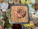 Echeveria Agavoides 'Almond' 1" Succulent Plant