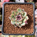 Echeveria 'Black Stone' 1" Succulent Plant