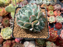 Echeveria 'Fly to the Sky' (Not E. Topsy Turvey) 3"-4" Cluster Succulent Plant