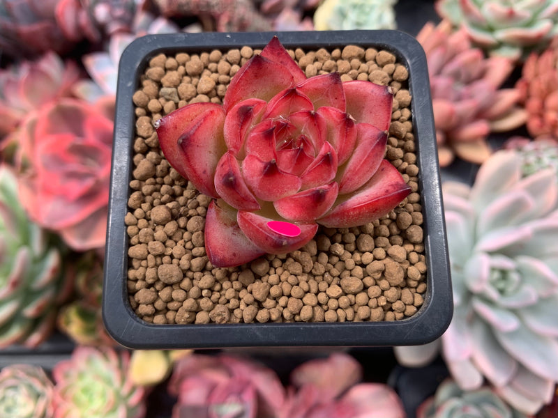 fire plant succulent Echeveria Agavoides 'Fire Pillar' 1