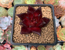 Echeveria Agavoides 'Luming' 2" Succulent Plant