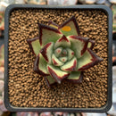Echeveria Agavoides 'Jelly Cassiopeia' 2" Succulent Plant