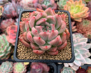 Echeveria Agavoides 'Bradley' 2"-3" Succulent Plant
