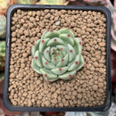 Echeveria 'Mamonde' 1" Succulent Plant