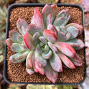 Echeveria 'Starmark' 2"-3" Succulent Plant