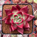 Echeveria Agavoides 'Jessie' 3" Succulent Plant