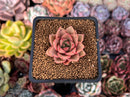 Echeveria 'Purposorum' Hybrid 1" Succulent Plant
